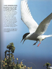 Inside page 9