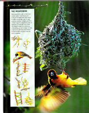 Inside page 12